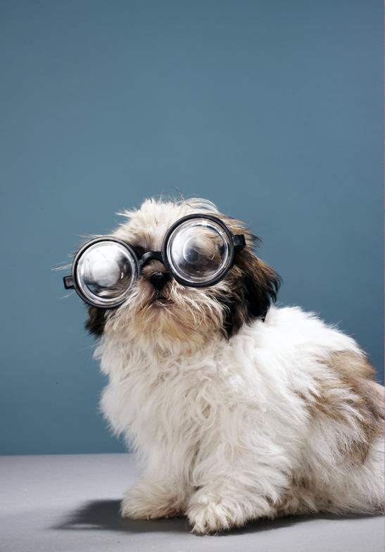 Smart Dogs choose ALPHA Locksmith for all lock and key needs