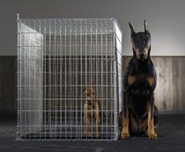 Run Free with the BIG DOGS, we can pop any lock on the spot, locks and locksmiths, unlock